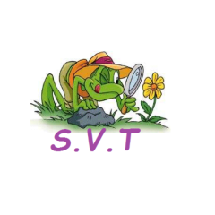 cropped logo svt grenouille